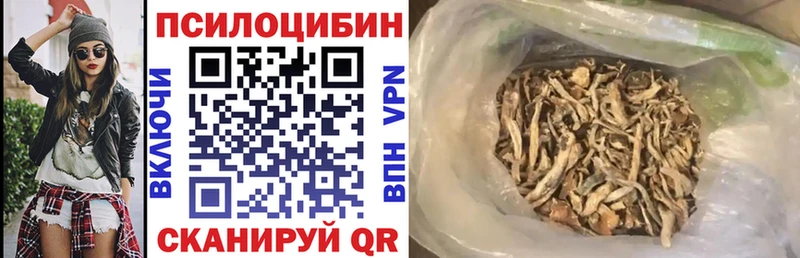 закладка  Сокол  Псилоцибиновые грибы Cubensis 